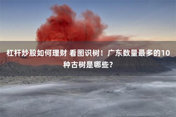 杠杆炒股如何理财 看图识树！广东数量最多的10种古树是哪些？