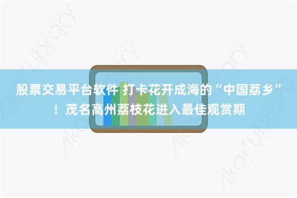 股票交易平台软件 打卡花开成海的“中国荔乡”！茂名高州荔枝花进入最佳观赏期